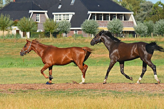 horses horses