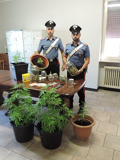 CC Orzinuovi Marijuana CC Orzinuovi Marijuana.jpg