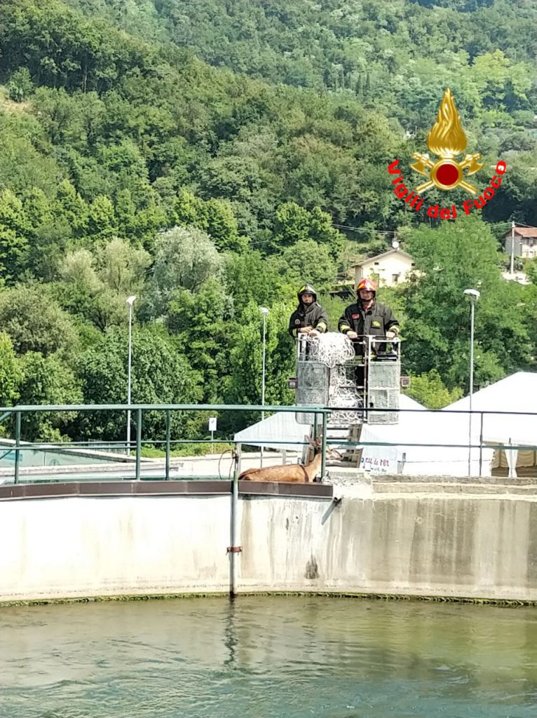 Cerbiatto