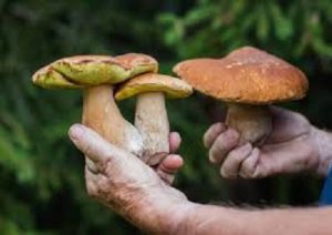 funghi.jpg