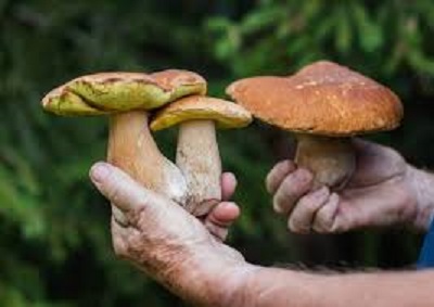 funghi.jpg