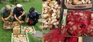 33 kg di funghi