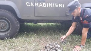 CC forestali sep.jpg