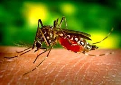 Febbre Dengue Febbre Dengue.jpg