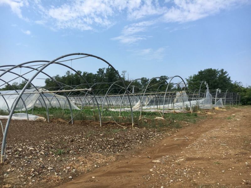 danni maltempo agricoltura danni maltempo agricoltura