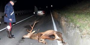 incidenti ungulati