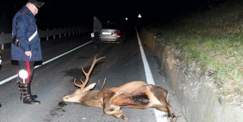 incidenti ungulati