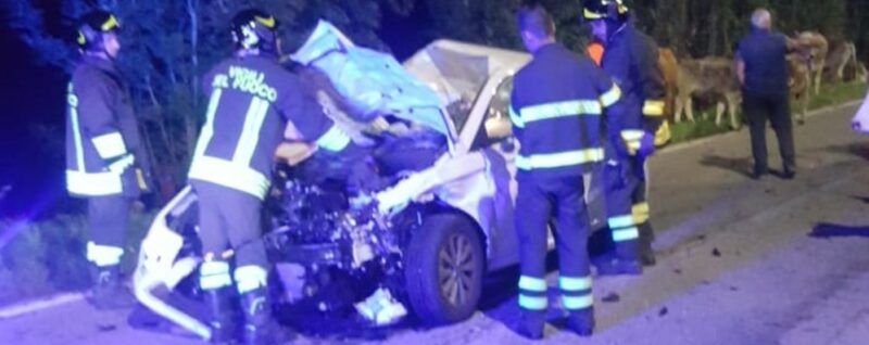 Auto contro mucche