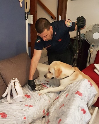 Cane antodroga Cedegolo Cane antodroga Cedegolo.jpg