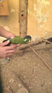 Turaco.jpg