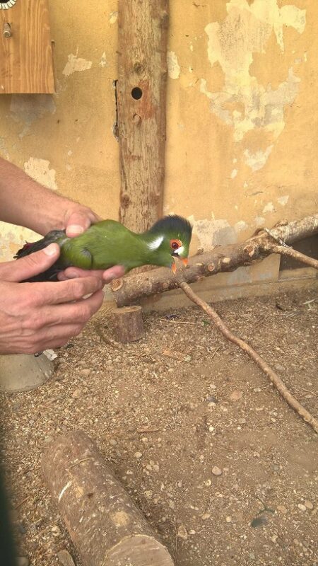 Turaco.jpg