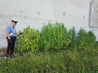 marijuana.jpeg