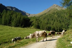 mucche montagna
