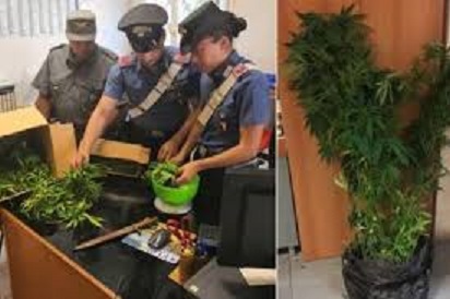 Carabinieri marijuana Carabinieri m,arijuana.jpg