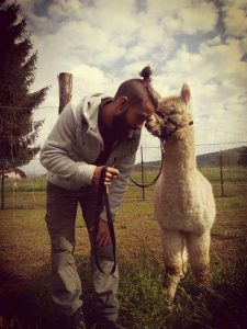 allevamento alpaca bergamo