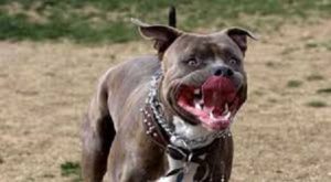 pitbull.jpg