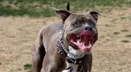 pitbull pitbull.jpg