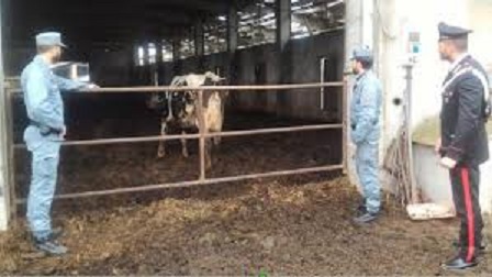 bovine maltrattate bovine maltrattate.jpg