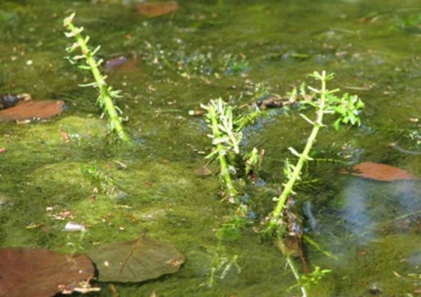 piante aliene invasive