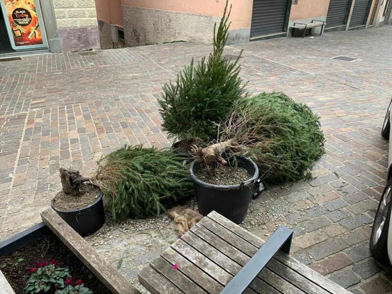 alberi natale clusone vandali