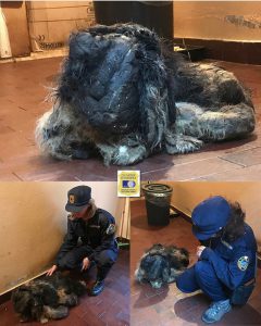 cane recluso brescia