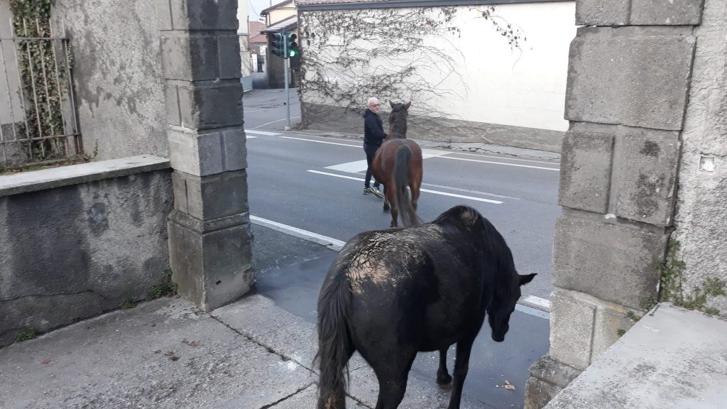 cavalli scuola gandino