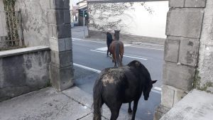cavalli scuola gandino