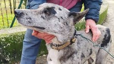 cane abbandonato.jpg