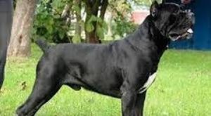 cane corso.jpg