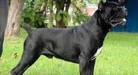 cane corso.jpg
