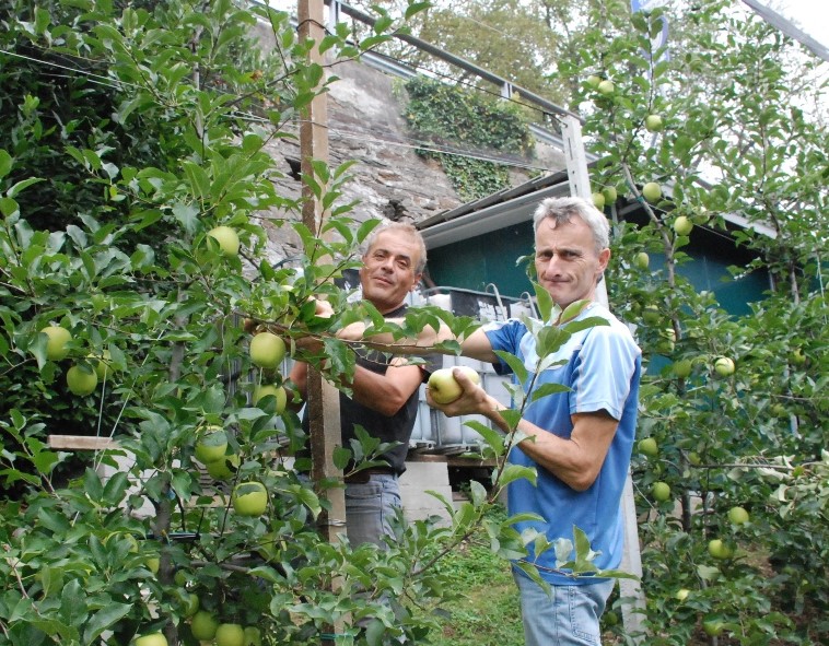 frutteto mele