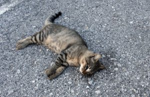 gatti avvelenati