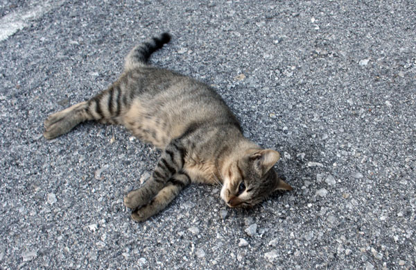 gatti avvelenati