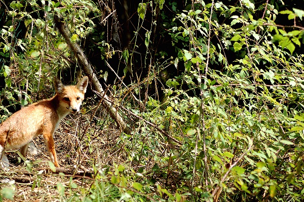 volpe bosco2 volpe bosco2