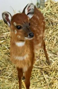 cucciolo sistatunga