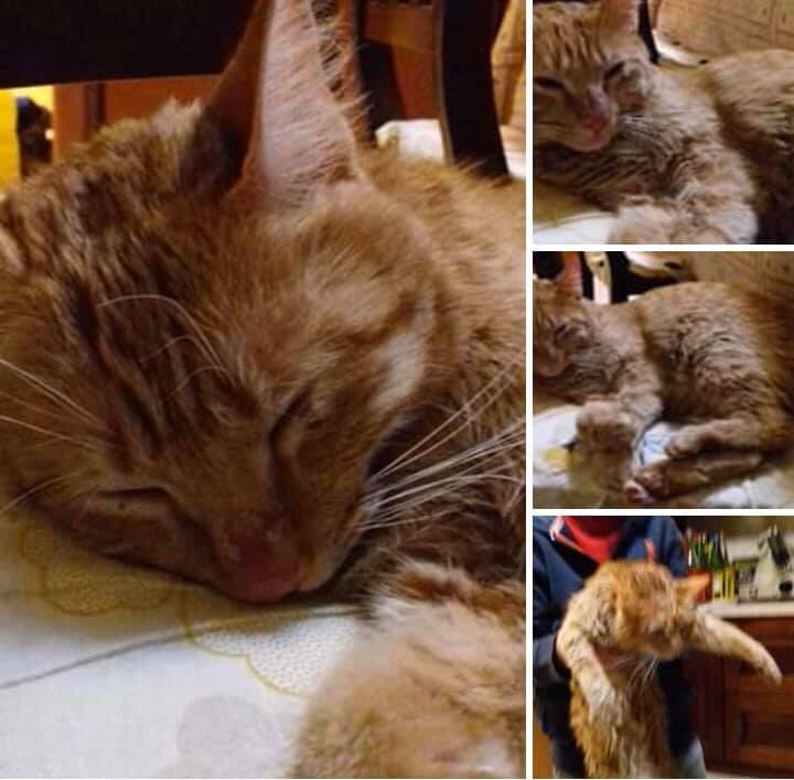 gatto picchiato gatto picchiato