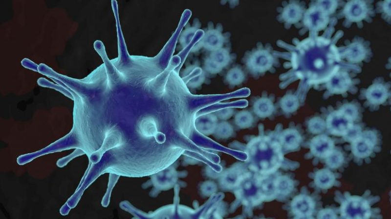 Il sistema immunitario