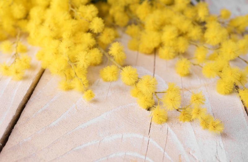 Fioristi bergamaschi chiedono contrasto all'abusivismo durante la festa della Donna