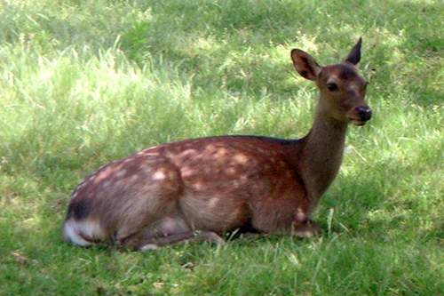 daino daino