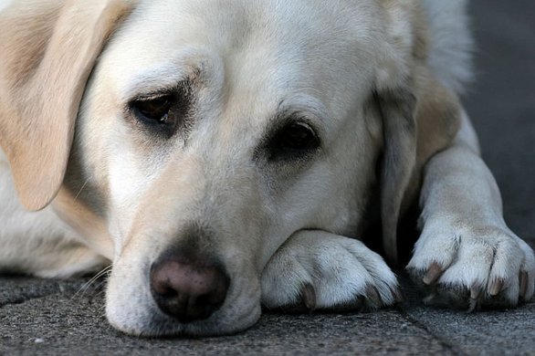cane triste