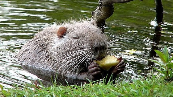 nutrie nutrie
