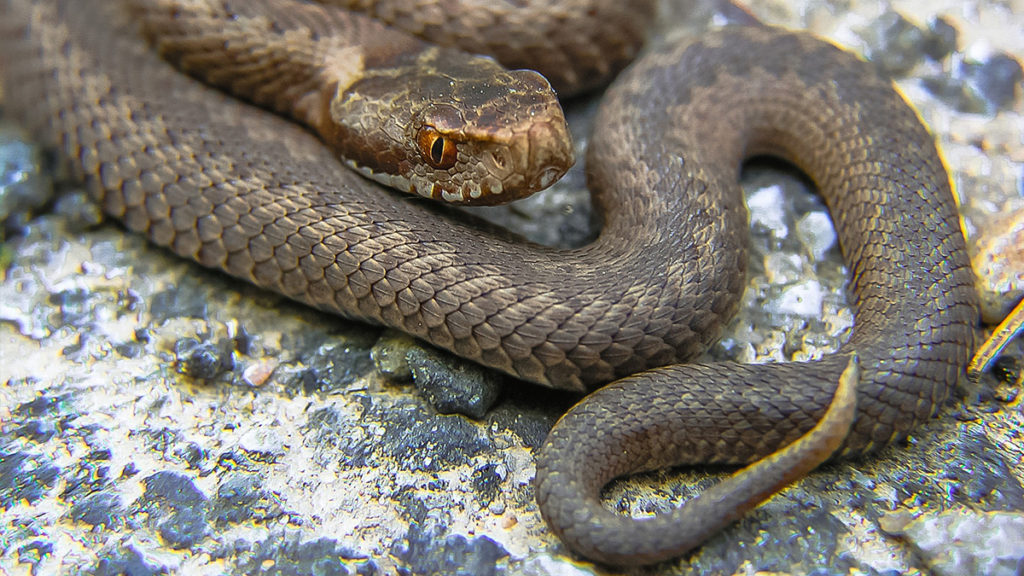 vipera serpente vipera serpente
