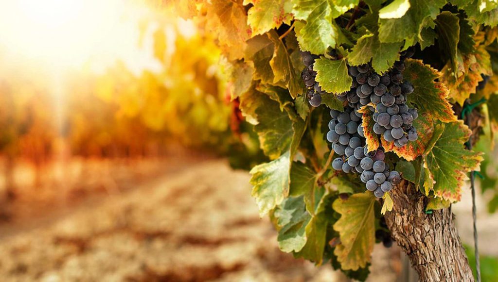 viticoltura uva vino Il settore vitivinicolo bergamasco sotto pressione