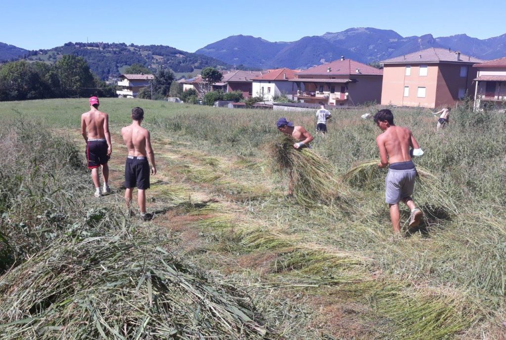 Lino Val Gandino raccolto 5 agosto 2020 6 Lino Val Gandino raccolto 5 agosto 2020 6