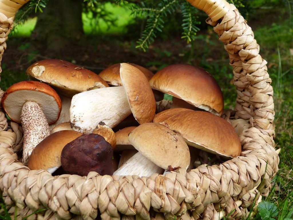 avvelenamento da funghi