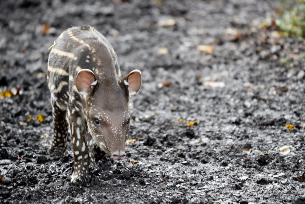 ParcoLeCornelle Tapiro ottobre2020 ParcoLeCornelle Tapiro ottobre2020