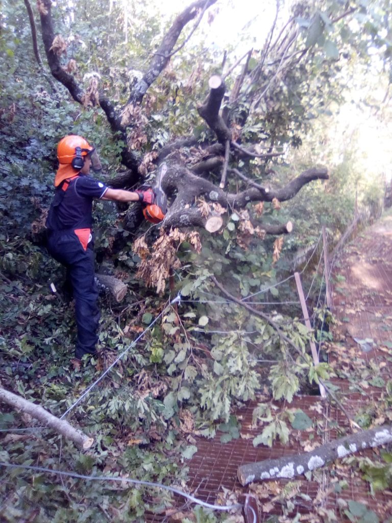bosco protezione civile soccorso bosco protezione civile soccorso