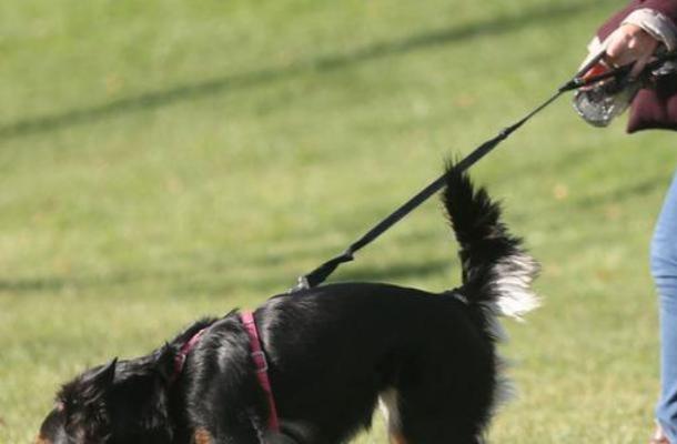 cane cane