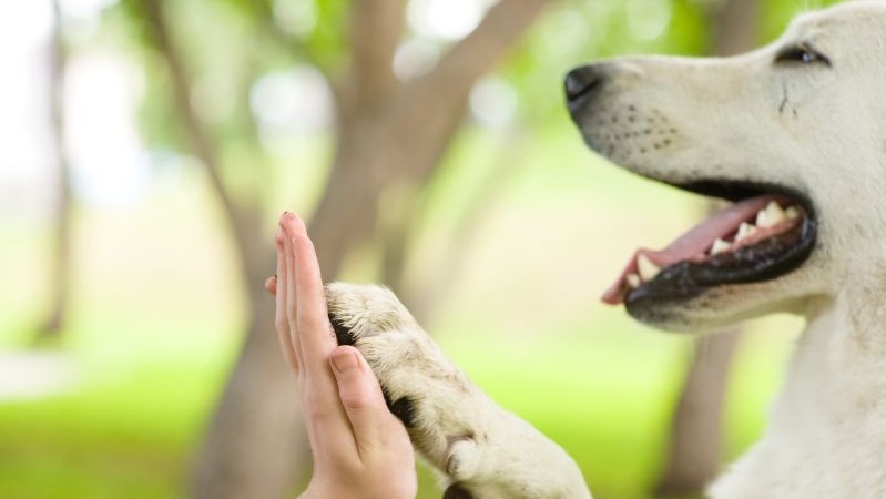 pet cani
