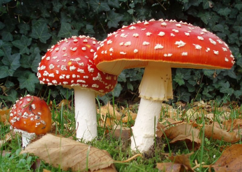 intossicazione da funghi